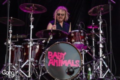Baby Animals
