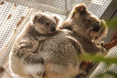 Twilight at Taronga to support the Wildlife Crisis Appeal